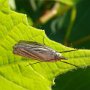 Chrysoteuchia culmella Krosno 14-07-2010