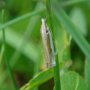 Crambus pascuella Krosno 19-06-2012