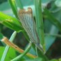 Agriphila straminella Krosno 01-08-2012