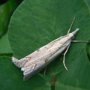 Krosno 09-08-2012 Agriphila geniculella