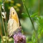 Rymanów Zdrój 24-07-2016