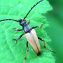 Stictoleptura rubra Zmorsznik czerwony