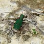 Cicindela campestris Trzyszcz polny