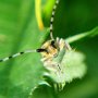 Agapanthia villosoviridescens Zgrzytnica zielonawa