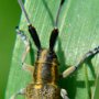 Agapanthia villosoviridescens Zgrzytnica zielonawa