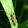 Agapanthia villosoviridescens Zgrzytnica zielonawa