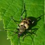 Pachytodes cerambyciformis Krępień górski