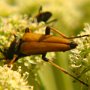 Stictoleptura rubra Zmorsznik czerwony