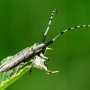 Agapanthia villosoviridescens Zgrzytnica zielonawa Rymanów Zdrój