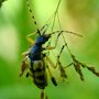 Rutpela maculata Baldurek pstrokaty