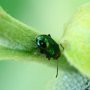 Crepidodera sp Krosno 19-05-2012 2-3 mm