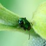 Crepidodera sp Krosno 19-05-2012 2-3 mm