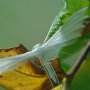 17-08-2011 Krosno Pterophorus pentadactyla