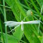 19-06-2012 Krosno Pterophorus pentadactyla