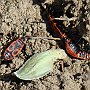 2010-04-25 Krosno Kowal bezskrzydły Pyrrhocoris apterus