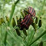 graphosoma lineatum - strojnica baldaszkówka Krosno 2010-06-10