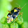 Liocoris tripustulatus  19-05-2012