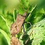 23-05-2012 Coreus marginatus